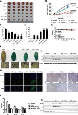 Senolytic effect of triterpenoid complex from Ganoderma lucidum on adriamycin-induced senescent human hepatocellular carcinoma cells model in vitro and in vivo